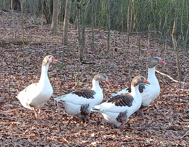 Pomeranian  Saddleback Goose - Fertile Hatching Eggs (LOT OF 6)   Free Shipping