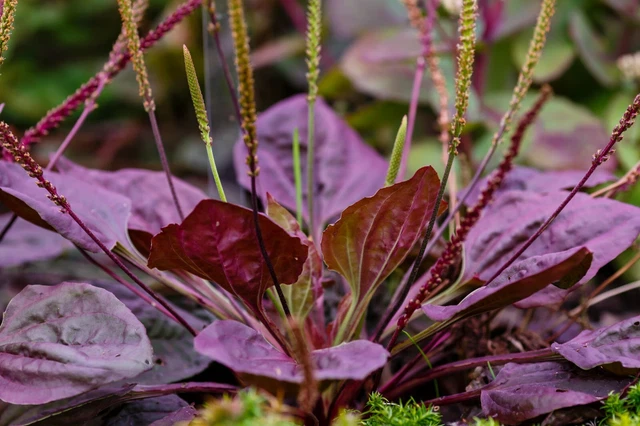 VARIEGATED PLANTAIN ~PLANTAGO major 'variegata'~ Green & White Marbled  Foliage $5.75 - PicClick