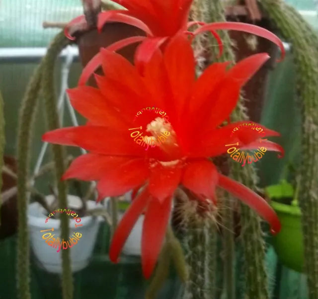 Bouture Cutting  Aporocactus Sussex Flame