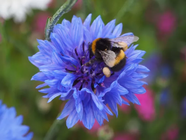 Semi puri fiori selvatici - mix di api e farfalle - ottimi colori più di 20 mix Regno Unito 2