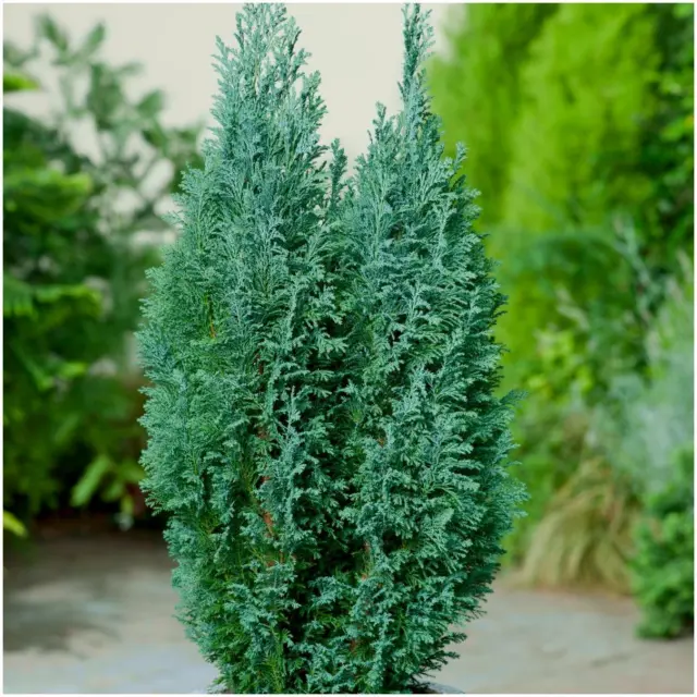 [MultiPack 9cm Pots] Conifer Chamaecyparis Lawsoniana 'Ellwoodii' Cypress