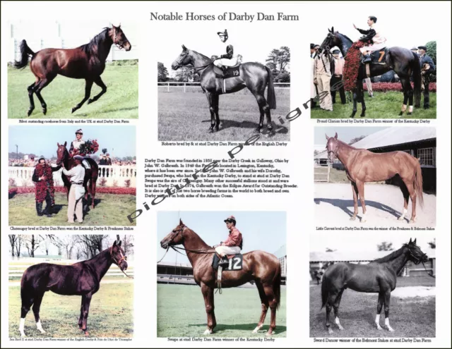 Darby Dan Farm famous race horse compilation 8.5 X 11 little Current, Chateaugay