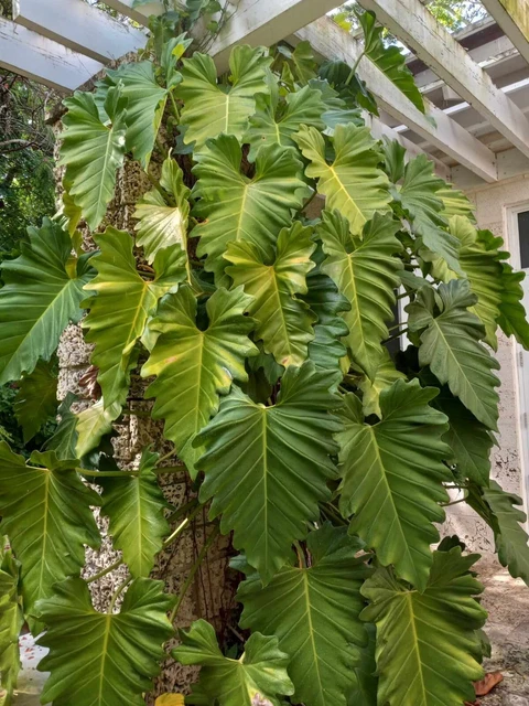 AROID TROPICAL HOUSEPLANT PHILODENDRON SUBINCISUM aka Wilson Wilsonii $8.00  - PicClick