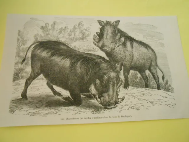 Gravure 1874 - Les phacochère au jardin d'acclimatation Bois de Boulogne