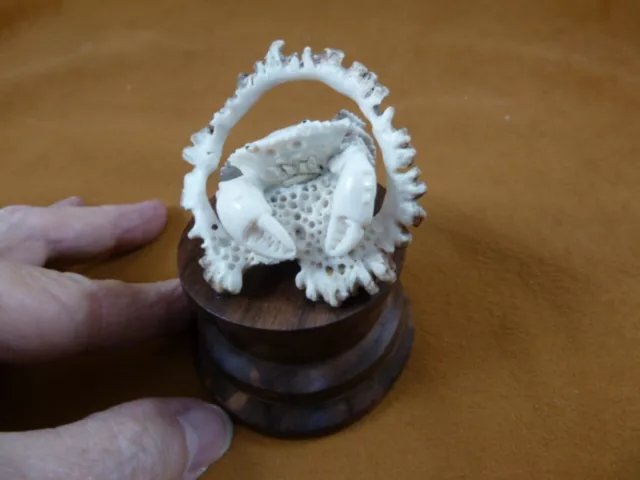 (crab-10) rock reef shore Crab of shed ANTLER figurine Bali detailed crabs