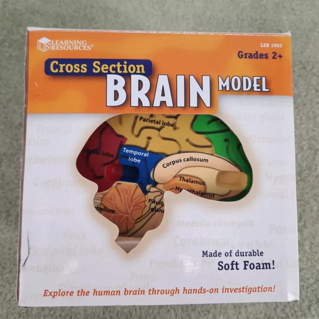 Learning Resources Soft Foam Cross Section Human Brain Model