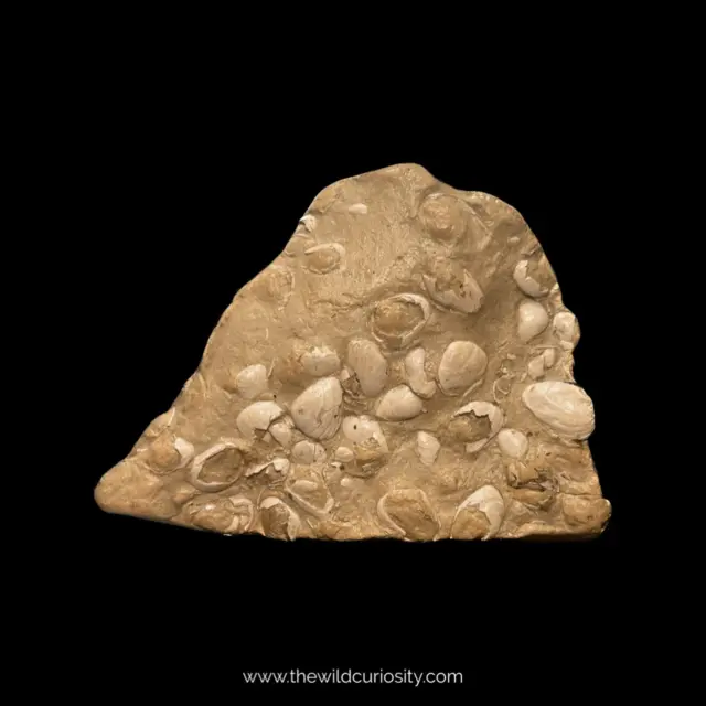 Fossil Shells in Deathbed | 96mm | Fossilised Seabed | Prehistoric Curiosities