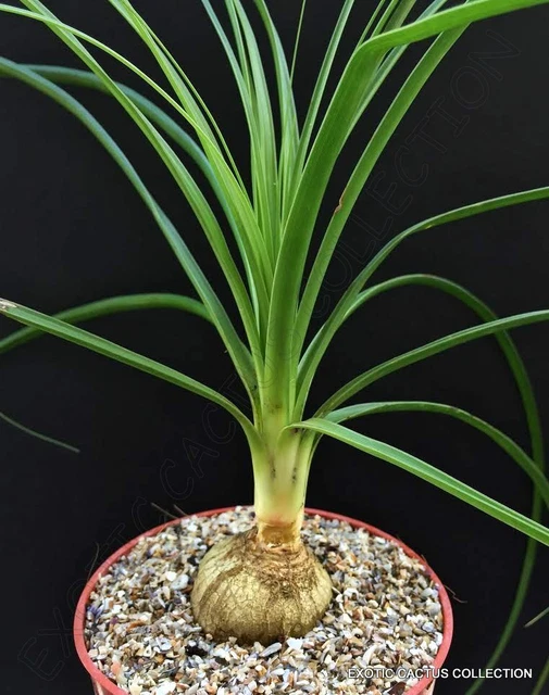 PONYTAIL PALM BEAUCARNEA recurvata rare caudex elephant foot succulent