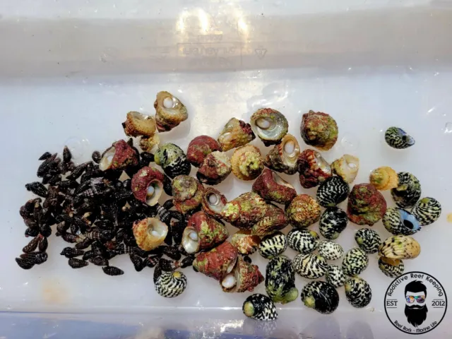 30x Triple Snail Mix Nerite,Turbo,Cerith Snail-Saltwater Algae Cleaner Astraea