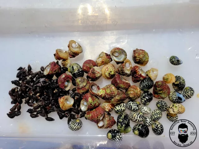 30x Triple Snail Mix Nerite,Turbo,Cerith Snail-Saltwater Algae Cleaner Astraea