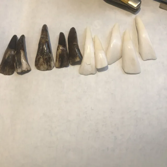 10 buffalo teeth. 5 brown 5white hole in end to put on chain
