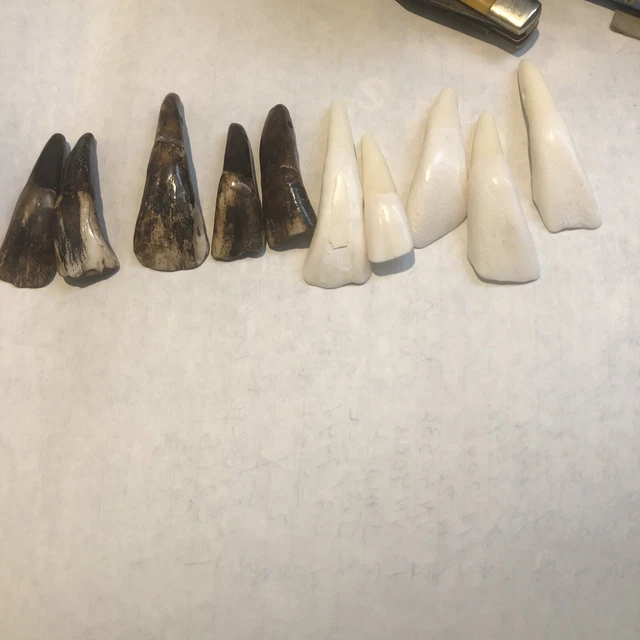10 buffalo teeth. 5 brown 5white hole in end to put on chain
