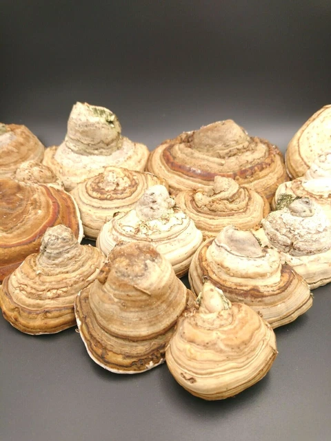 Zunderschwamm 1 kg Fomes fomentarius Floristik Deko Heilpilz