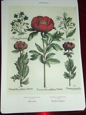 Affiche scolaire Planche botanique illustration art print Tussilage N°158. FL1 