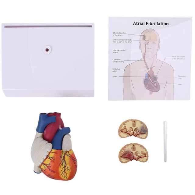 LIFE SIZE DISASSEMBLED Anatomical Human Heart Anatomy Model for Study ...
