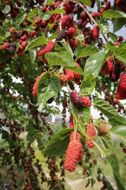 SAMEN winterharter Garten Baum schwarze Maulbeere wertvolle Inhaltsstoffe.