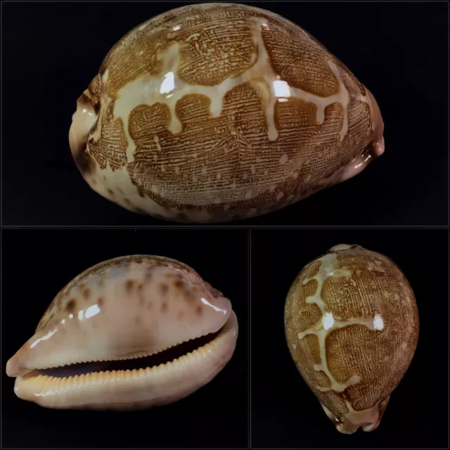 Cypraea mappa mappa, Bohol, Philippines, 74,5 mm, GREAT PATTERN