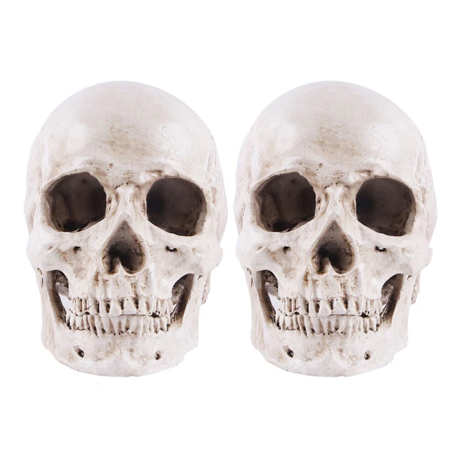 2 Pcs Human Skull Replica Model Pirate Decoration Animal Decorations