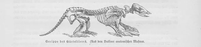 Gürteltier Skelett Gerippe  Holzstich von 1891 Gürteltiere Dasypodidae