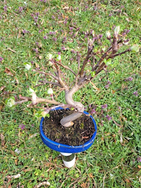 Bonsai -  Malus Halalliana⚠️⚠️⚠️⚠️⚠️⚠️⚠️⚠️
