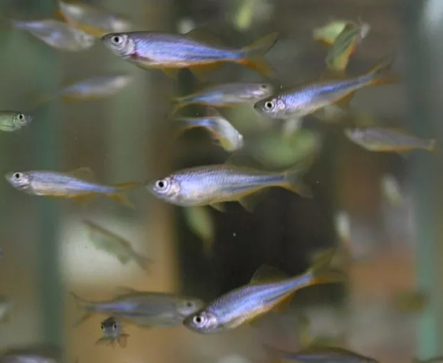 6 Giant Danios Live Freshwater Aquarium Fish