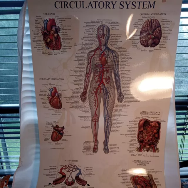 Laminated 18"X27" Anatomy Lymphatic System/Circulatory System Poster New