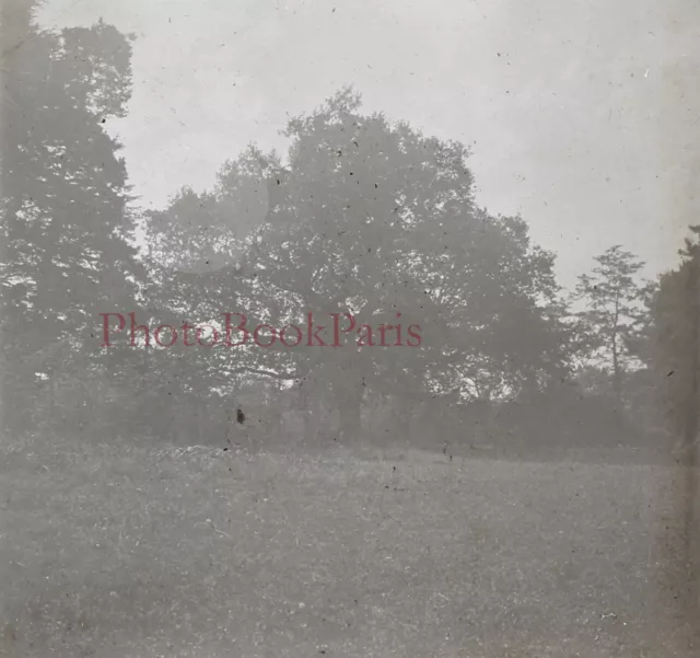 FRANCE Mirabeau Arbre c1925 Photo Plaque de verre Stereo Vintage V17T13nB