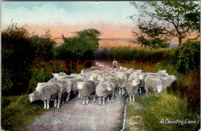 Herd Of Sheep On Country Lane Printed Postcard unposted with message