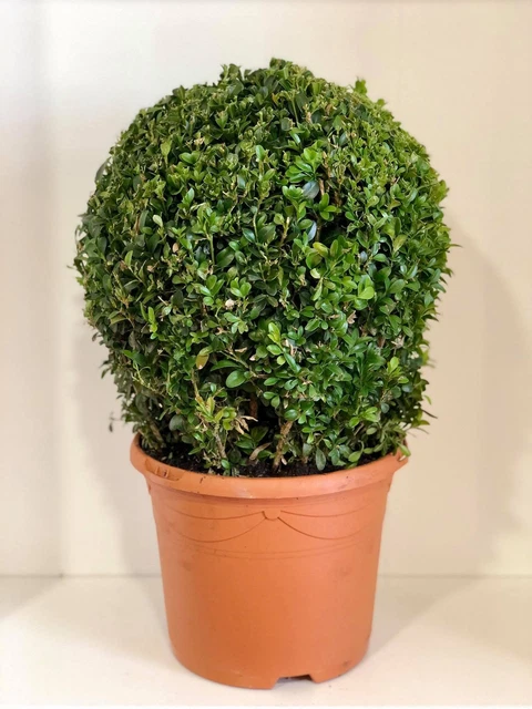Pianta Di Mirto Sardo In Vaso 24cm - Myrtus Communis - Pianta Mediterranea Per Giardino O Terrazzo - 4 Anni
