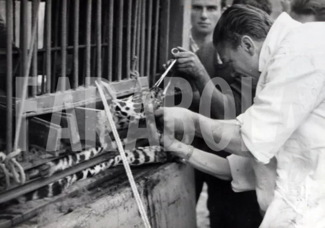 Foto vintage de archivio Animales Silvestres Guepardo Disfraz De Veterinario