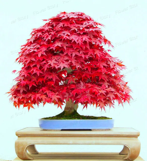 10 Seeds Japanese Red Maple Tree Bonsai Rare plant for home garden