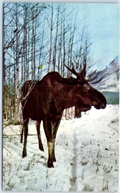 Postcard - Moose Trees Winter Scenery