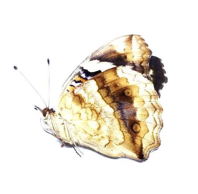 INSECT - NYMPHALIDAE Junonia Oenone - Ghana - unsexed Dark Blue Pansy ...