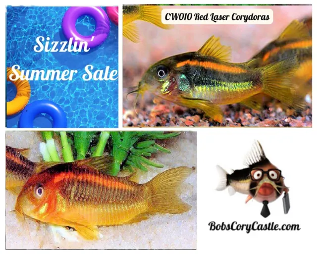 Sizzlin' Summer Sale with 10 wild CW010 Red Laser Corydoras