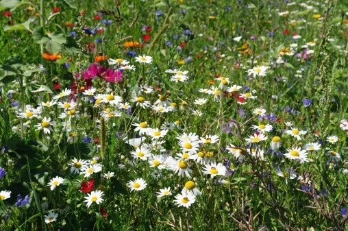 Flower seeds to attract pollinators.