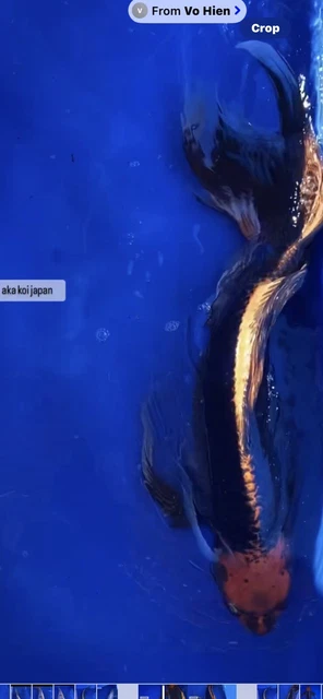 26”HANA SHUSUI Butterfly Male -AKA Koi Japan Tx