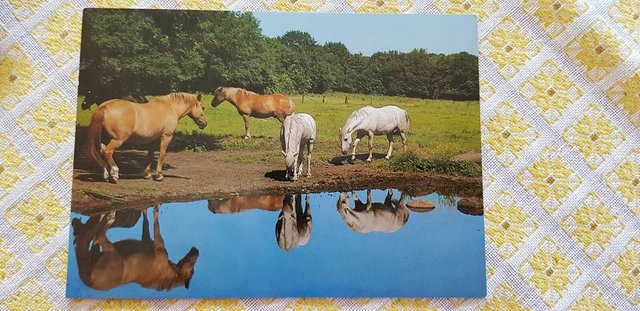 Pferd AK, Pferdepostkarte,  Auf der Weide, ungelaufen