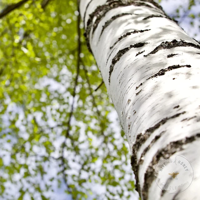 White Birch Shavings | Fragrance Oil for Candle Making, Soap Making, and Tarts