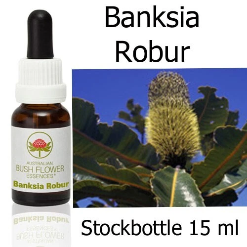 BANKSIA ROBUR Australian Bush Flower Essences fiori cespuglio