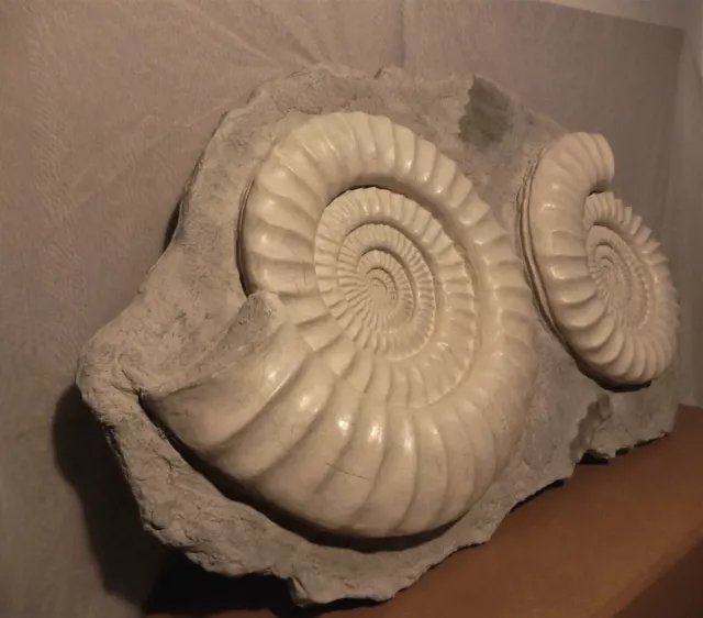 Ammoniten Wandplatte Museumsqualität- wunderschön