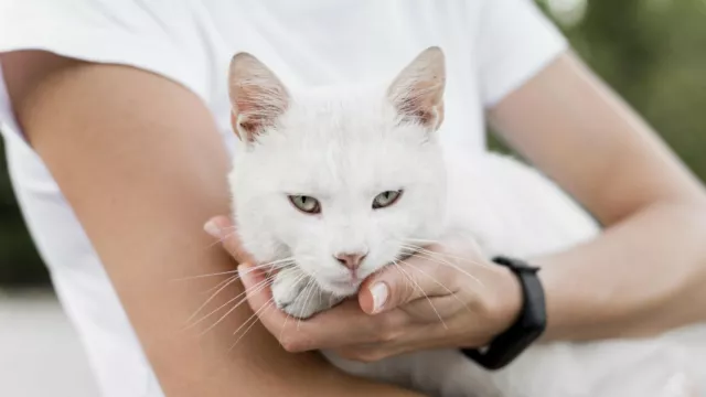 Mejor Gato Masticables Húmedo Res Alimentos para Gatos Morando 405g 3