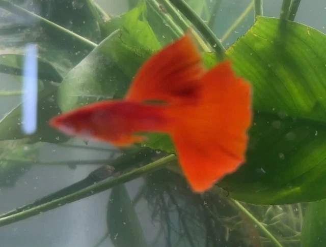 (Video)  Trio Albino Full Red High Dorsal