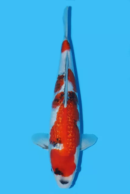 Japanese Koi Carp - Hq Gin Rin Showa 44Cm - Courier Available - Exclusively Koi