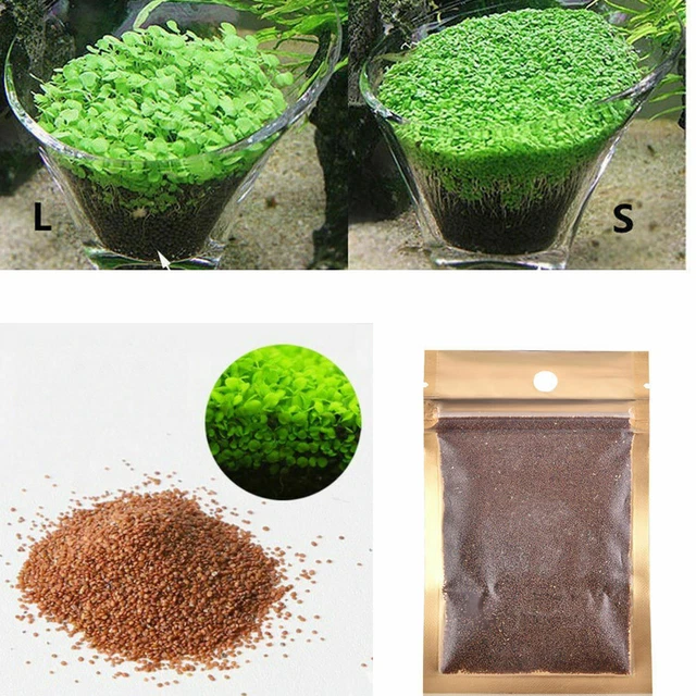AQUARIUM PLANT Seeds Fish Tank Water Grass Ground Covering Plants