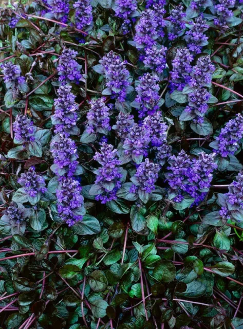 Ajuga reptans-30 seeds /HP 