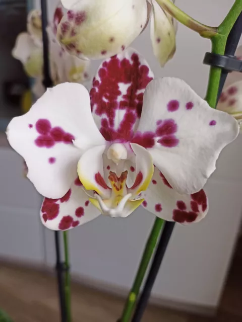 Orchidee Phalaenopsis Peloric