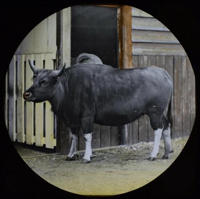 ANTIQUE Magic Lantern Slide THE GAYAL LONDON ZOO C1888 VICTORIAN PHOTO
