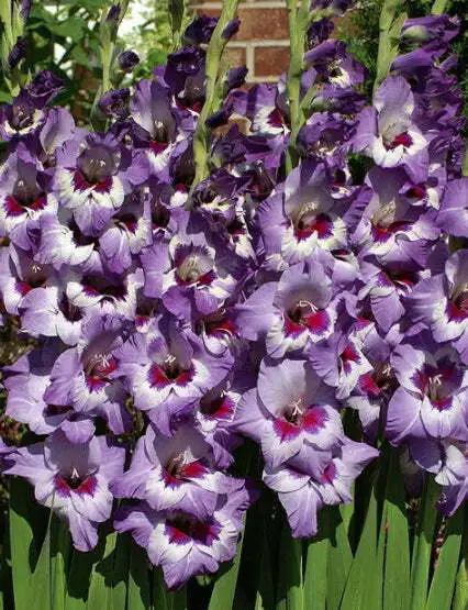 Vista Gladiolus - 5 bulbs