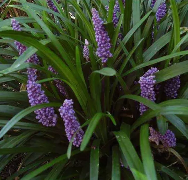 Liriope muscari 'Big Blue' 30 Plants in 3-1/2 Pots