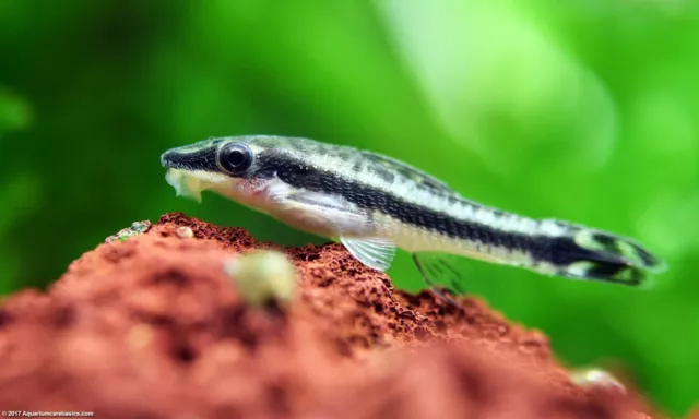 6 Otocinclus Catfish Algae Eater (1-1.25") Live Fish